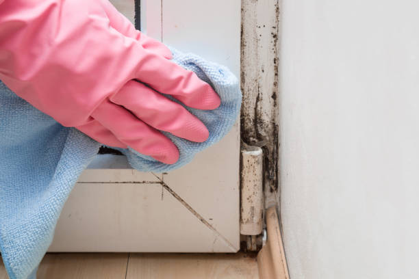 Environmental Consulting for Mold Prevention in Calistoga, CA